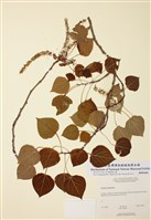 藏品(顫楊)的圖片